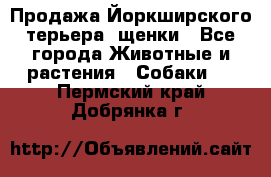 Продажа Йоркширского терьера, щенки - Все города Животные и растения » Собаки   . Пермский край,Добрянка г.